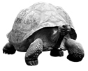 Image result for Tortoise png