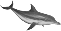 Image result for dolphins png