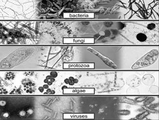 Image result for Micro-organisms Bacteria, Viruses, Algae, fungi