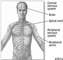 Image result for The nervous system controls the different organs of our body.