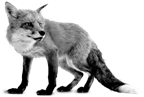 Image result for FOX PNG