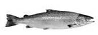 Image result for SALMON FISH