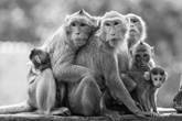 Image result for monkey's