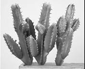 Image result for cactus plant