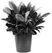 Image result for corton plants png