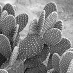 Image result for opuntia plant