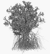 Image result for Mangrove tree