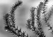 Image result for Hydrilla