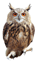 Image result for Owl png