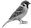 Image result for sparrow png