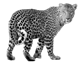 Image result for leopard png