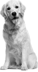 Dog png image, dogs, puppy pictures free download