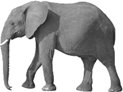 elephant PNG image with transparent background | TOPpng