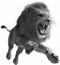 African Lion PNG Image | PNG Mart