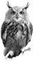 Image result for Owl png