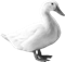 Image result for duck png