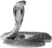 Image result for snake png