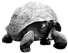 Image result for Tortoise png
