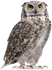 Owl PNG HD Image | PNG All