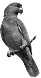 Green parrot PNG images, free download | Dibujos de pájaro, Arte ...