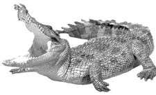 Wild crocodile transparent background PNG clipart | PNGGuru