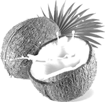 Coconut PNG clipart images free download | PNGGuru