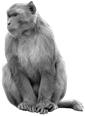Monkey PNG HD Transparent Monkey HD.PNG Images. | PlusPNG