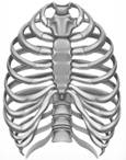 Image result for Rib Cage