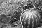 Image result for watermelon plant