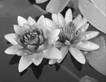 Image result for lotus plant