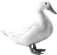 Image result for duck png