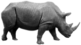Rhino PNG HD | PNG Mart
