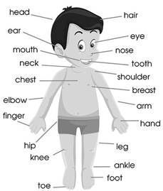 Image result for human body