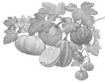 Image result for pumpkin plant