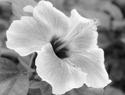 Image result for hibiscus plant