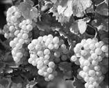Image result for grapevine plant