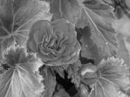 Image result for begonia