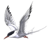 Image result for Tern png