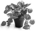 Image result for money plant