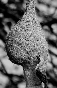 Textile in the Trees: Weaver Bird Nests | Garden Design