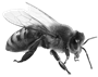 Image result for honeybee png