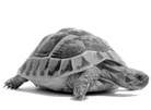 Image result for tortoise png