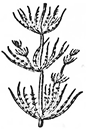 Image result for thallophyta chara