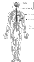 Image result for Nervous System