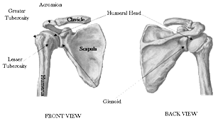 Image result for The Shoulder Bones