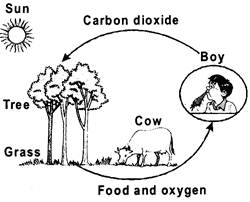 Question Bank for 6th Class Science The Living Organisms and their  Surrounding Living Organisms and their Surroundings 