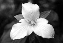 Image result for Lily flower â€“ A bisexual flower