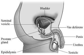 Image result for Male Reproductive System