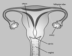 Image result for Female Reproductive System