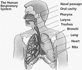 Image result for Human Respiratory System
